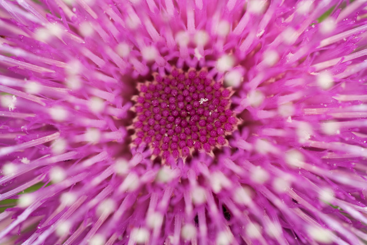 Melancholy Thistle (Cirsium helenioides) close-up detail of flower head. Scotland.